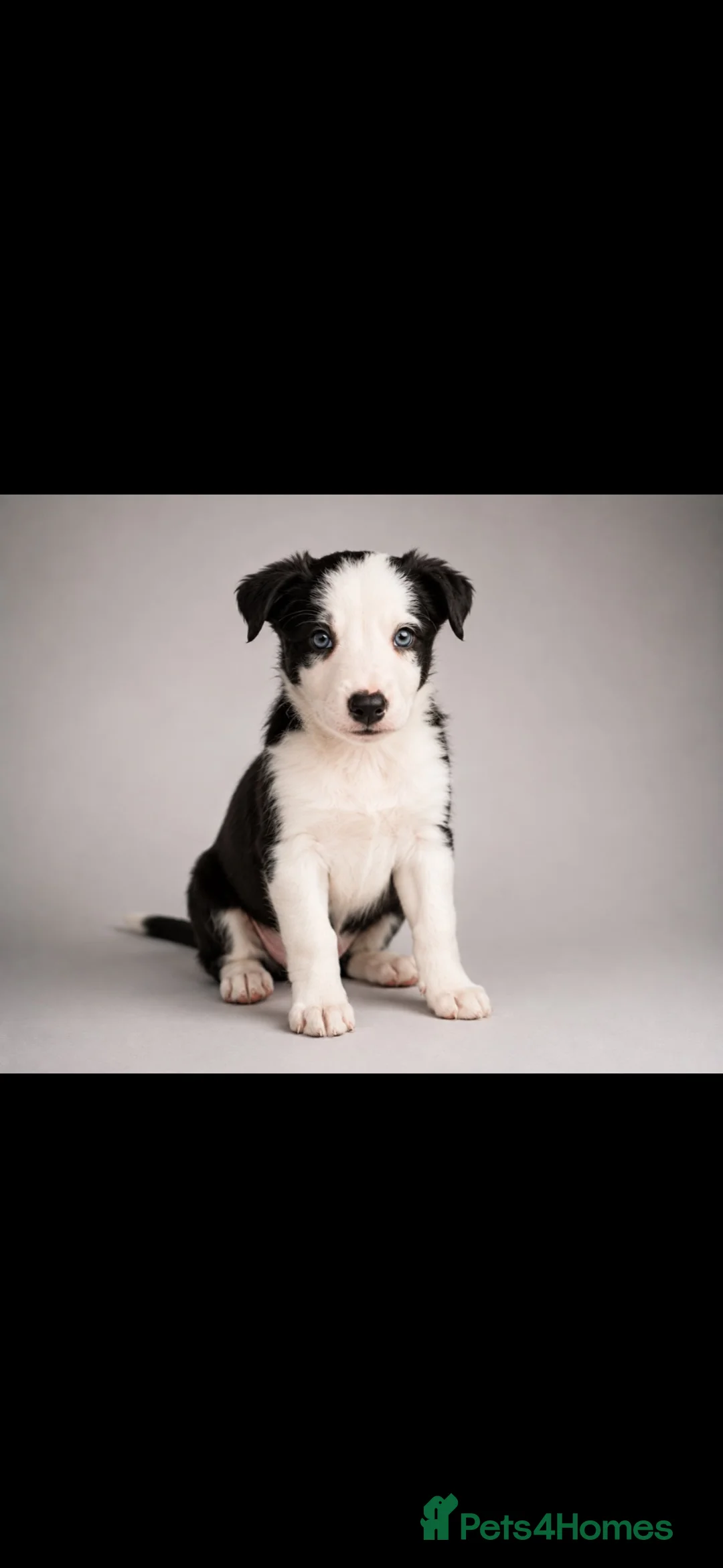 Border Collie dogs for sale: Well brought up border collie puppies  - Advert 1
