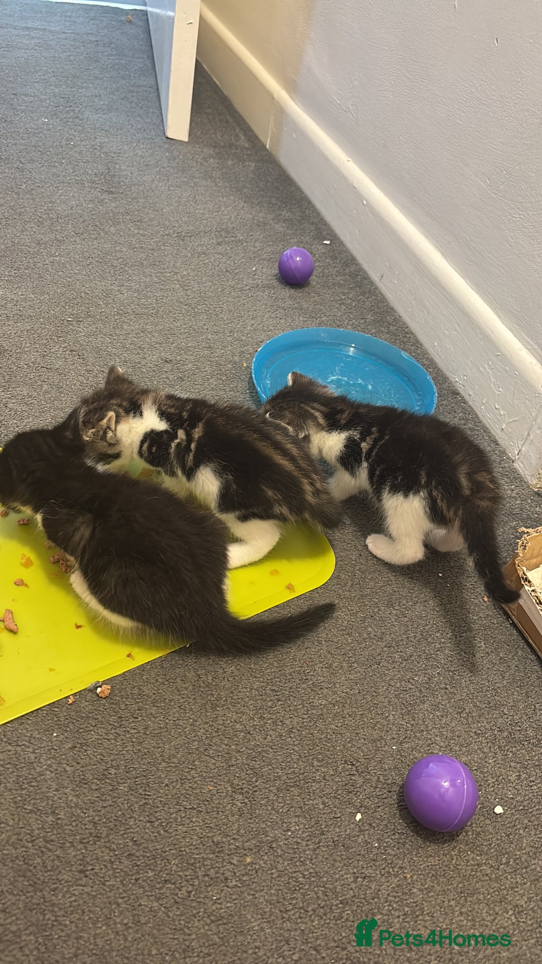 Mixed Breed cats for sale: Kittens  - Image 1