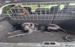 Mixed Breed dogs for sale: Beautiful dalmador Callie  - Image 7