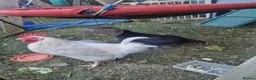 Mixed Breed birds for sale: White Rooster and Black Hen. - Advert 2