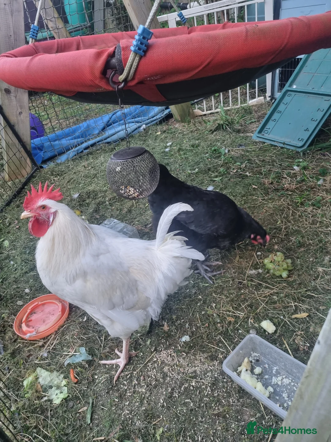 Mixed Breed birds for sale: White Rooster and Black Hen. - Advert 2