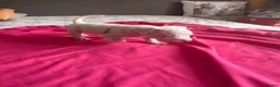 American Bully dogs for sale: Stunning American bully puppies for sale  - Advert 15