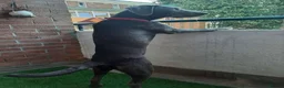 Labrador Retriever dogs for sale: Re homing dog  - Advert 4