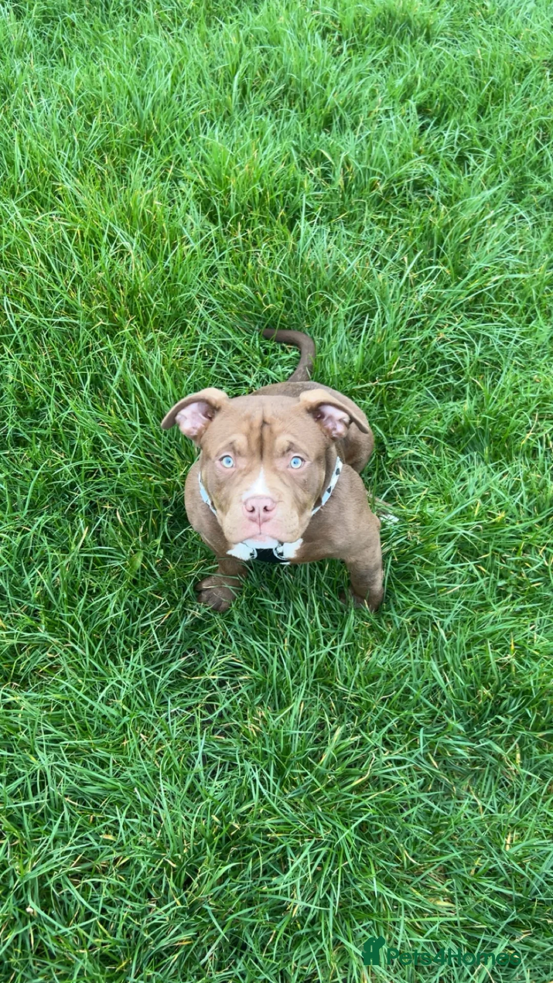 American Bully dogs for sale: 1 male and 3 female bully’s ready to go now!! - Advert 1