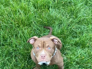 American Bully dogs 1 male and 3 female bully’s ready to go now!! - Advert 16