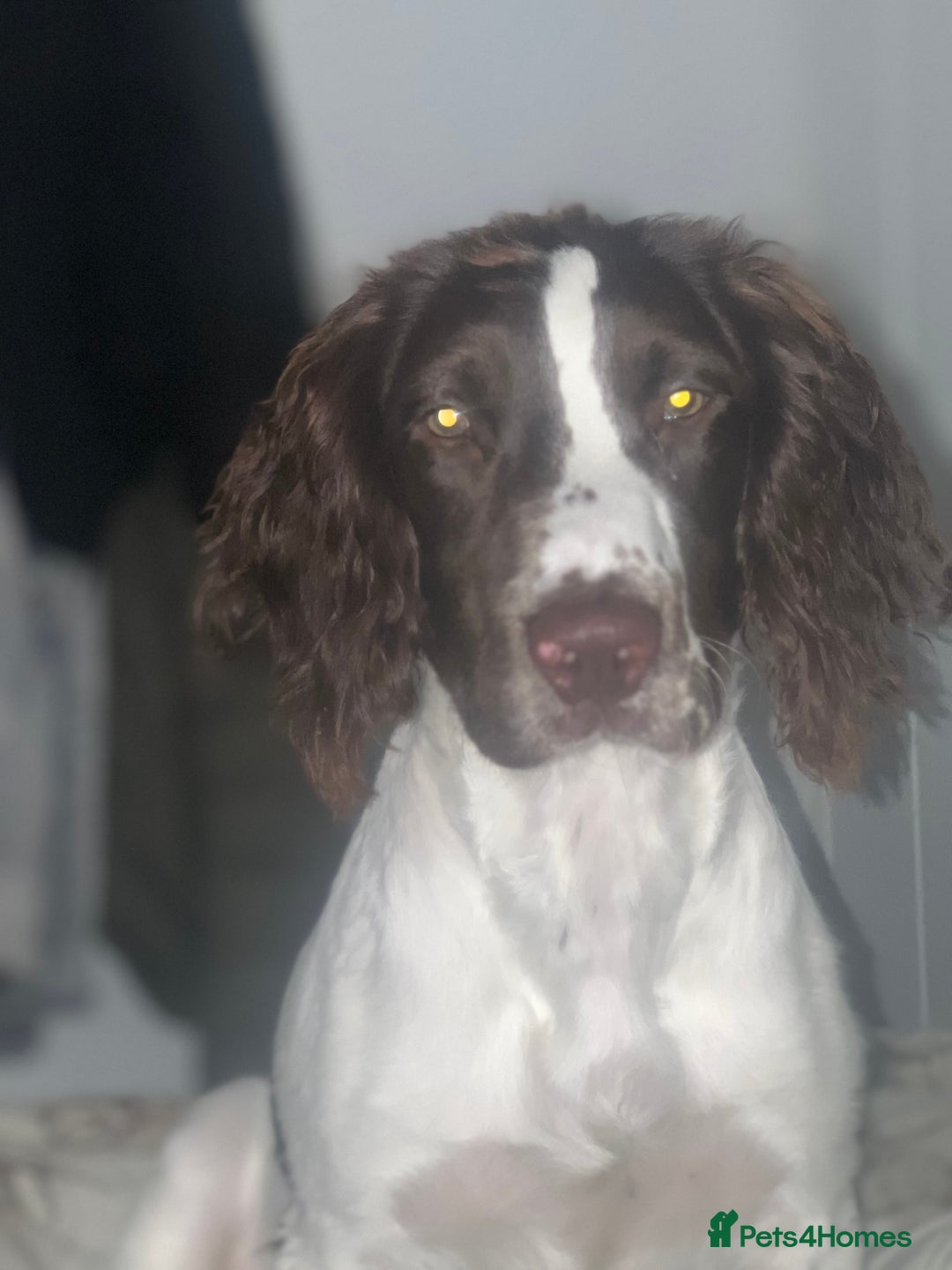 English Springer Spaniel dogs for sale: Male springer spaniel  - Advert 8