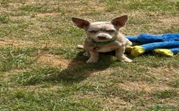 Chihuahua dogs for sale: Female chihuahua  - Image 3