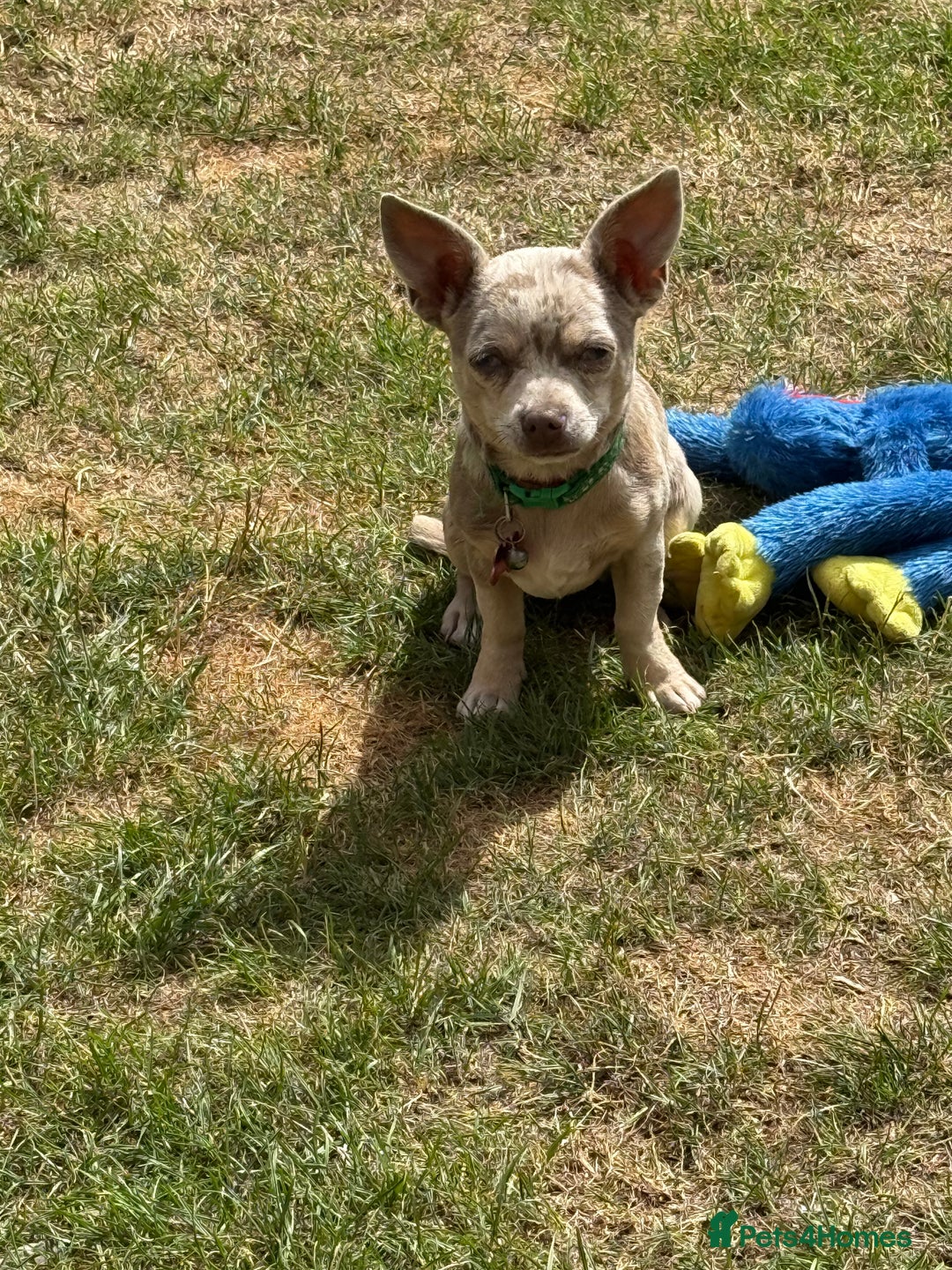 Chihuahua dogs for sale: Female chihuahua  - Image 3