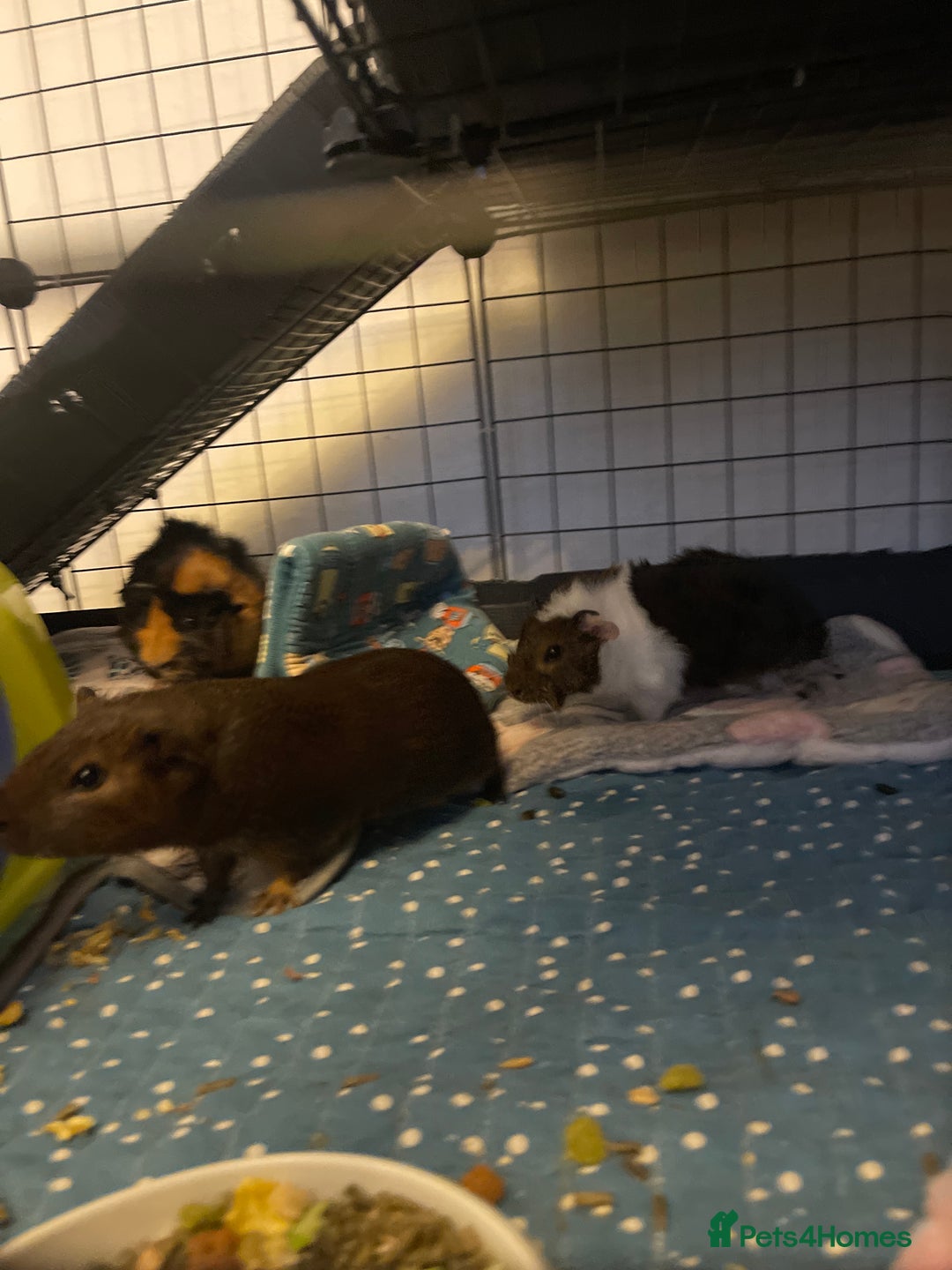Guinea Pig rodents for sale: Mother and 3 babies  - Image 5