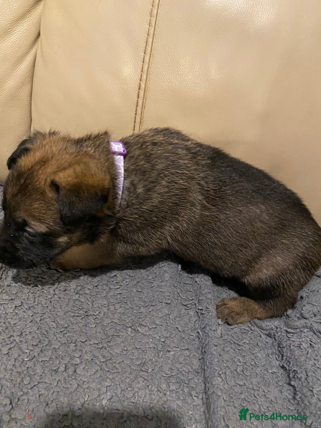 Belgian Shepherd Dog dogs for sale: Belgian Malinois puppies - Advert 22