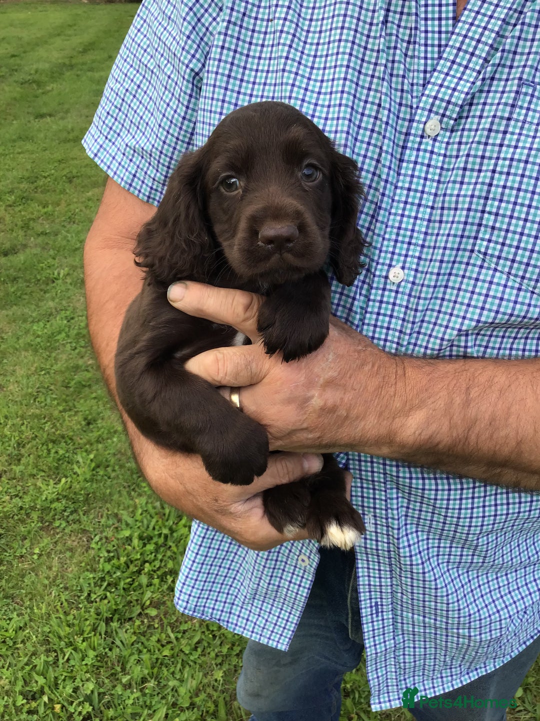Cocker Spaniel dogs for sale: Stunning Cocker Spaniel girls, working lines. - Image 5