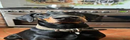 Dobermann dogs for sale: upcoming litter  - Advert 3