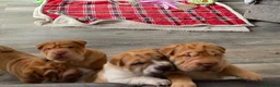 Shar Pei dogs for sale: *** 1 Girl left ***KC Shar Pei Puppies  - Advert 5