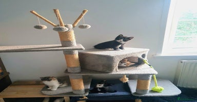 Mixed Breed cats - Advert 4