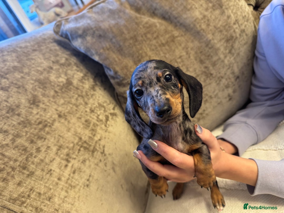 Miniature Dachshund dogs for sale: Miniature Dachshund puppies - Advert 7