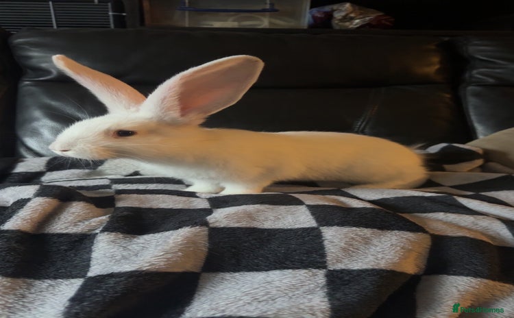 Continental Giant rabbits - Advert 6