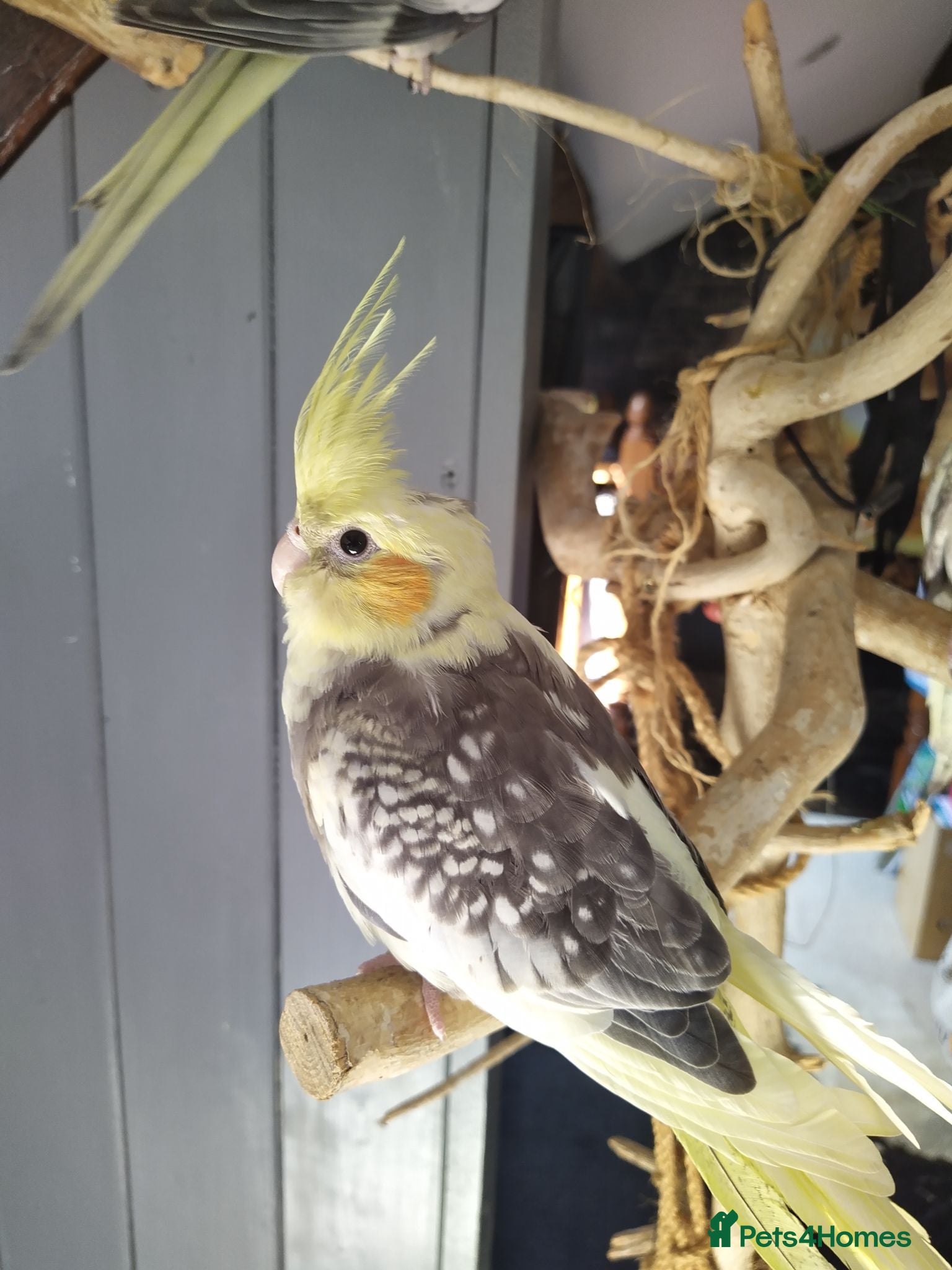 Cockatiels birds DNA sexed cockatiel hand tame and flight trained - Advert 1