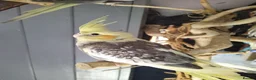 Cockatiels birds for sale: DNA sexed cockatiel hand tame and flight trained - Advert 1