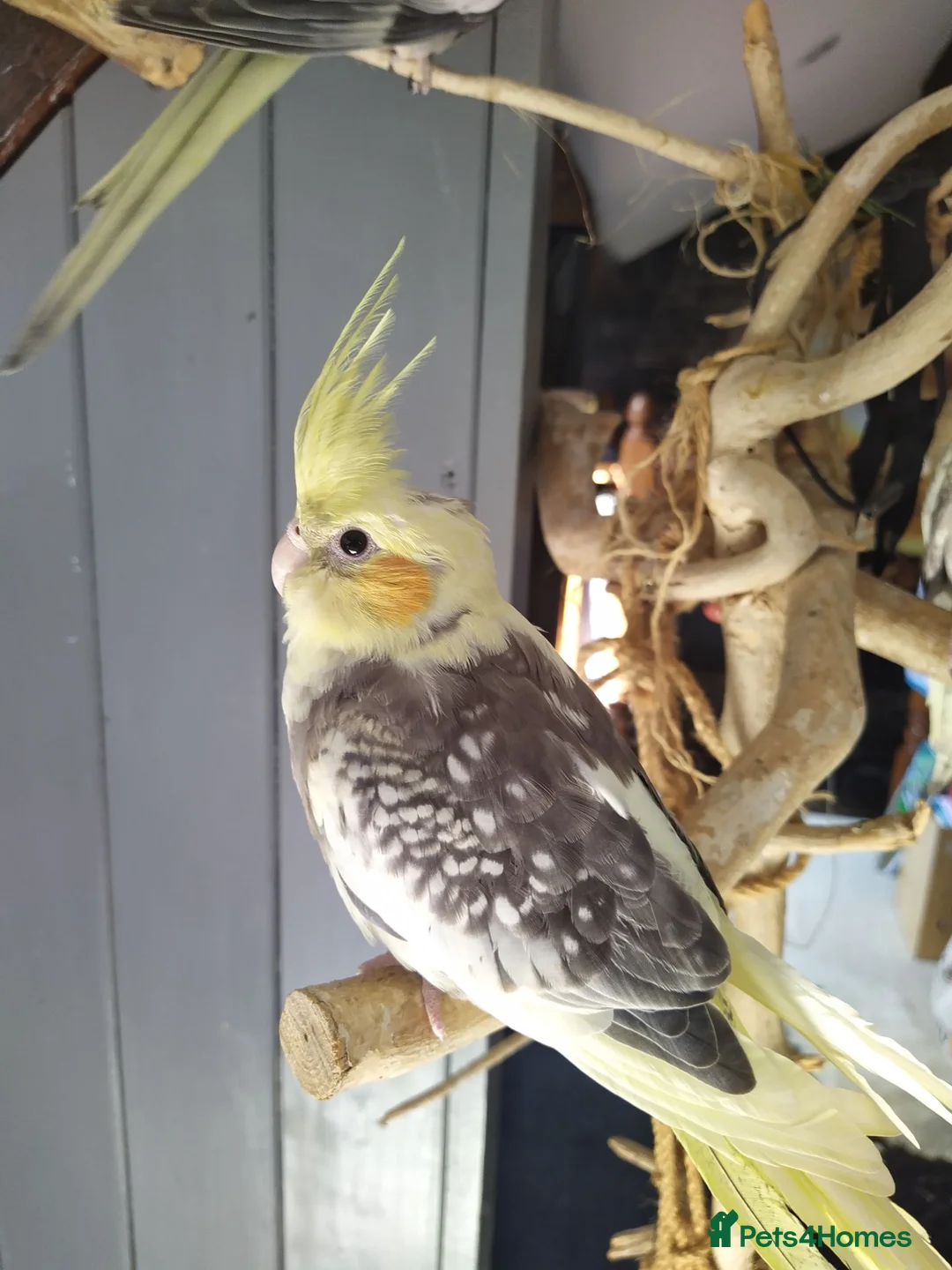 Cockatiels birds for sale: DNA sexed cockatiel hand tame and flight trained - Advert 1
