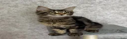 Maine Coon cats for sale: Stunning Purebred TICA Reg Maine Coon Kittens in London - Advert 28