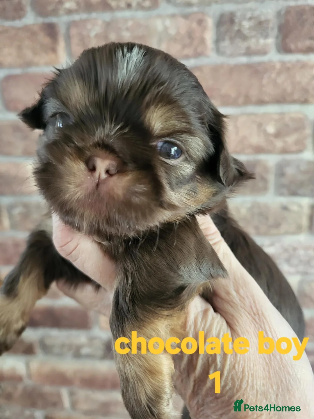 Shih Tzu dogs for sale: Quality shih tzu  - Advert 2