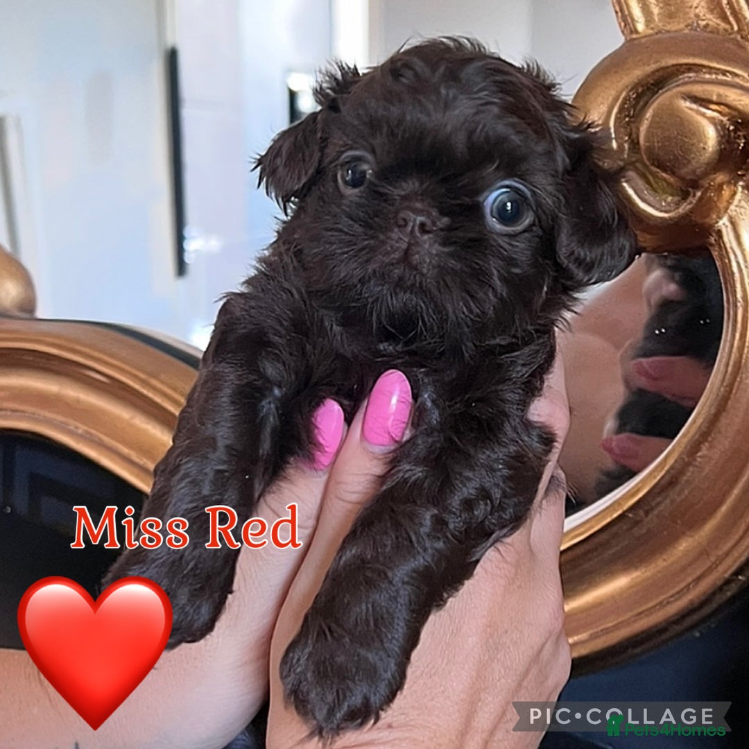 Shih Tzu dogs for sale: Stunning KC chocolate imperial Shihtzu puppies - Image 32