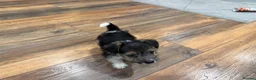 Yorkshire Terrier dogs for sale: Stunning boy Yorkshire terrier puppy  - Advert 7