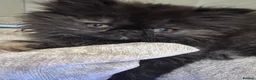 Persian cats for sale: Rare coloured Persian kitten ready to leave - Advert 4