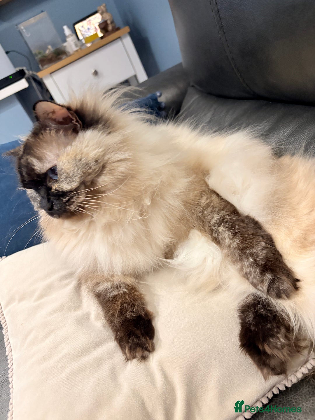 Ragdoll cats for sale: Ragdoll female  - Image 6