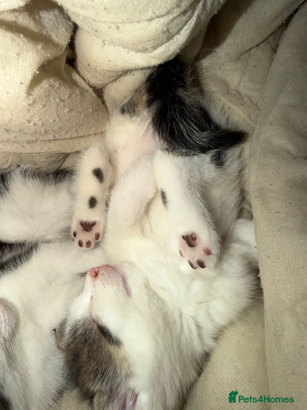British Shorthair cats for sale: Kitten’s  in Darlington - Advert 31