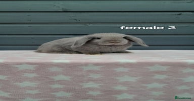 Mini Lop rabbits - Advert 1