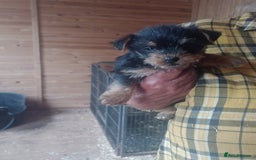 Mixed Breed dogs for sale: Sausage dog x Yorkshire Terrier - Image 4