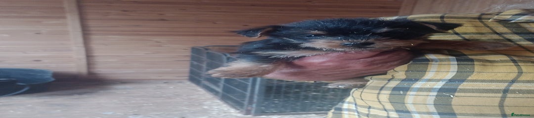 Mixed Breed Puppy 3