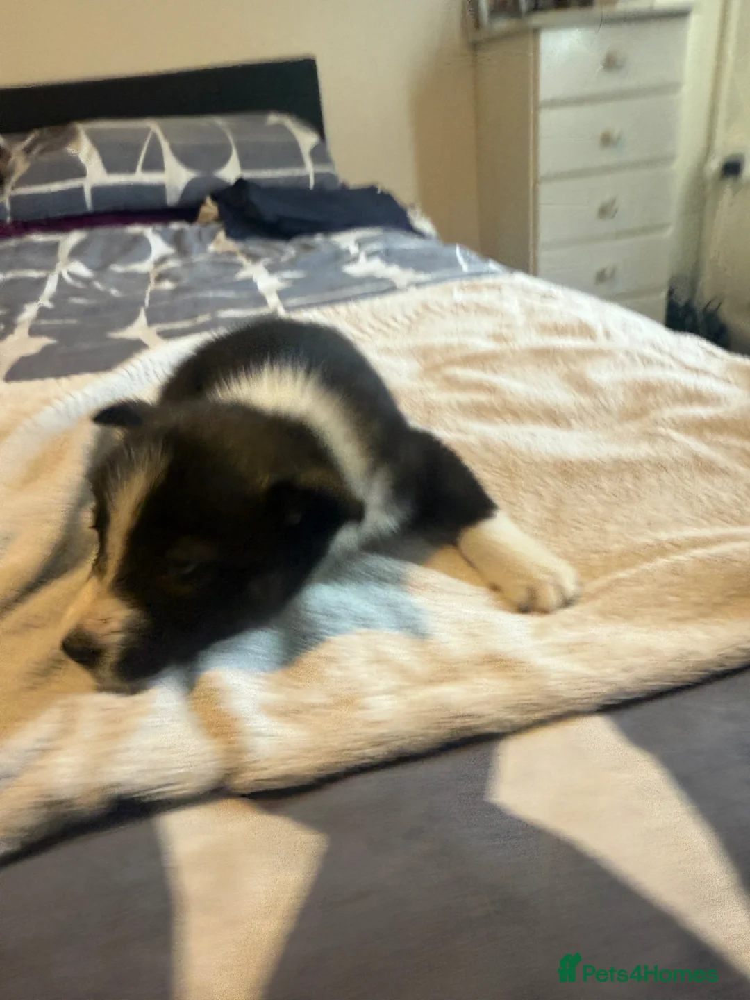 Mixed Breed dogs for sale: Blue Merle collie x husky  - Advert 2