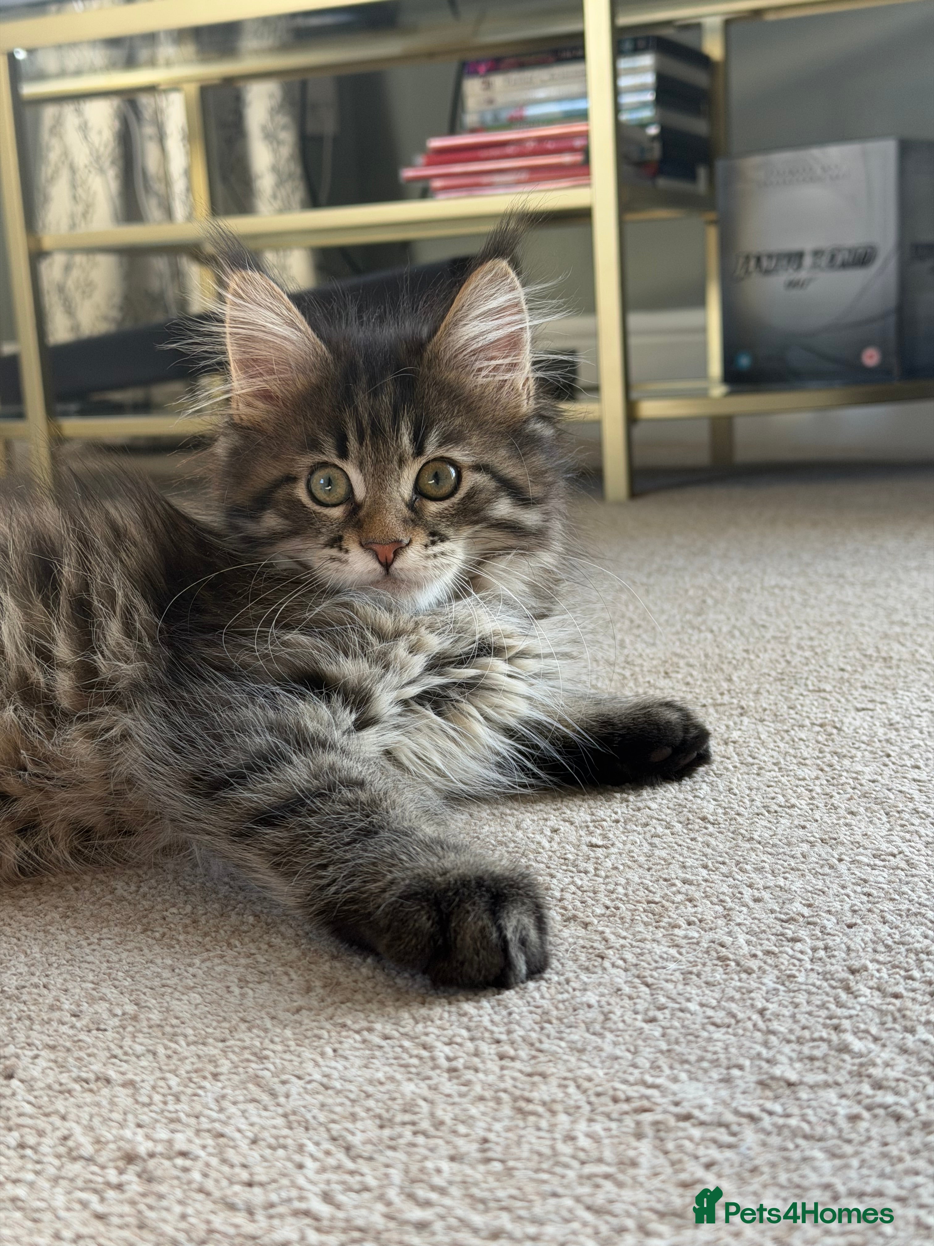 Maine Coon cats Maine coon kitten - Advert 13