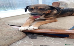 Mixed Breed dogs for adoption: Rufus – Fabulous and friendly 🩵 - Image 2