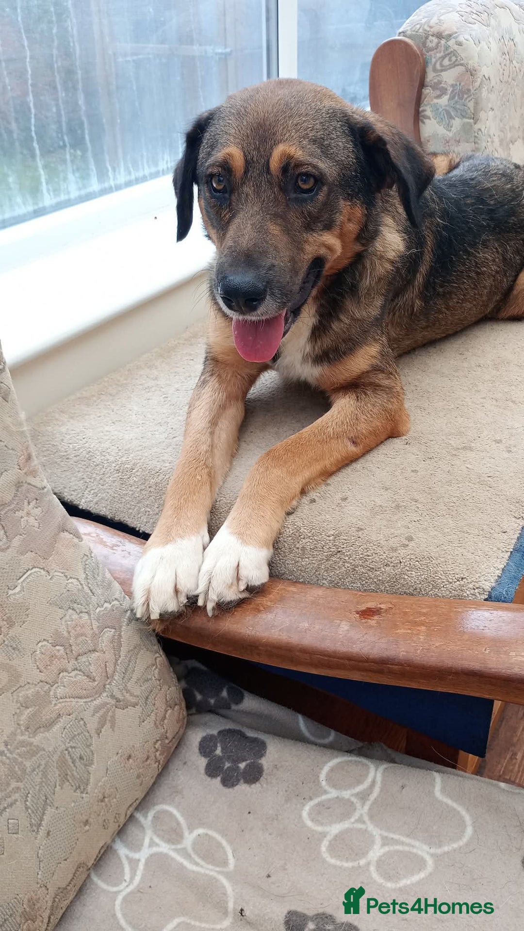 Mixed Breed dogs for adoption: Rufus – Fabulous and friendly 🩵 - Image 2