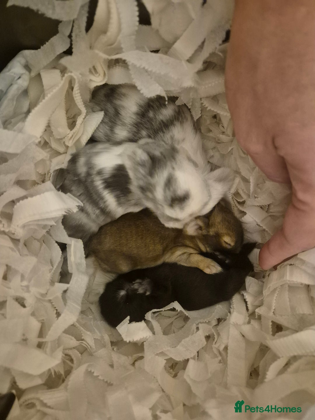 Mixed Breed rabbits for sale: Lionhead/lop rabbits - Advert 3