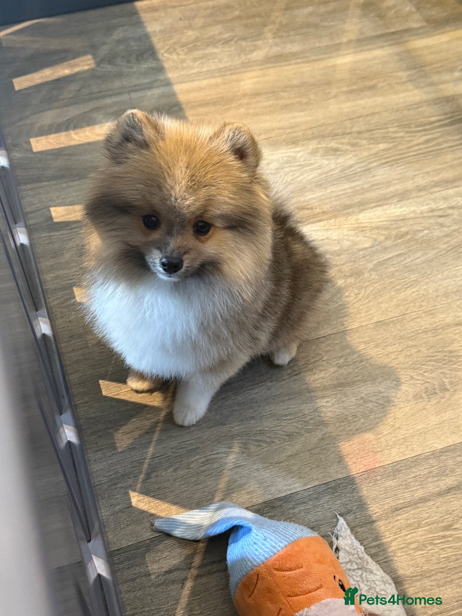 Pomsky dogs Stunning  **  Pomsky Boy - Advert 2