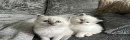 Ragdoll cats for sale: Female GCCF REG PEDIGREE | Active Female RAGDOLLS - Advert 2