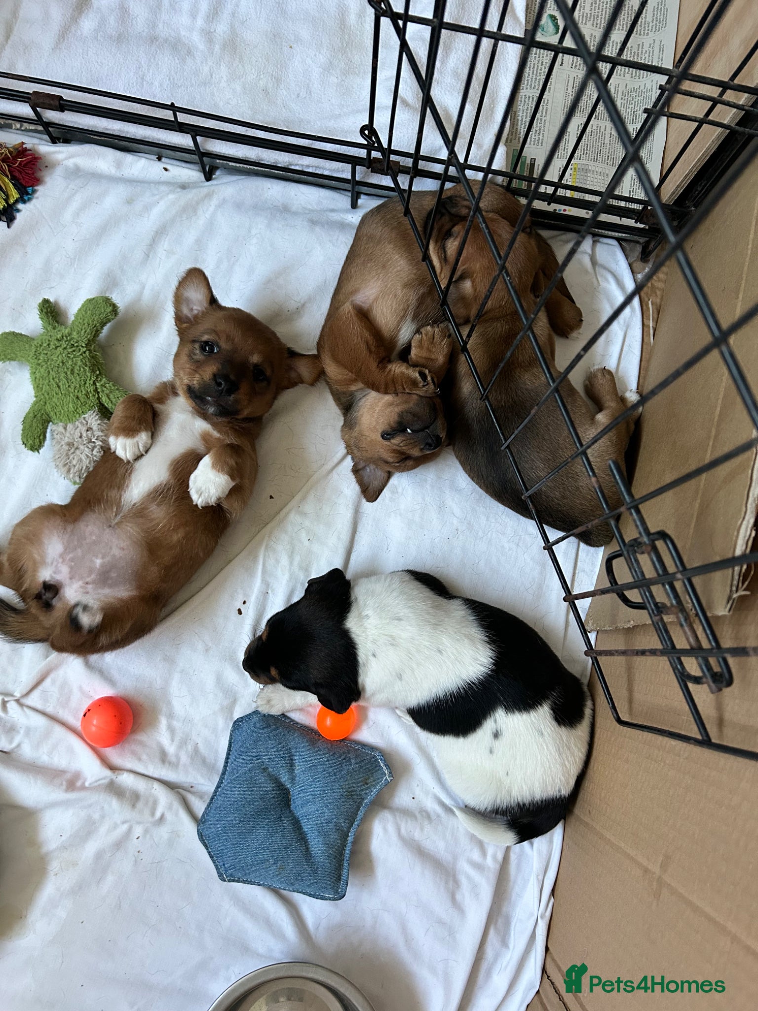 Jack Russell dogs Male Jack Russell puppies for sale - Advert 8