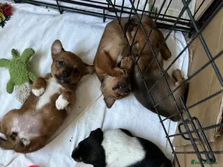 Jack Russell dogs Male Jack Russell puppies for sale - Advert 8