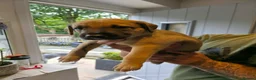 Lurcher dogs for sale: Lurcher in Halifax - Advert 16