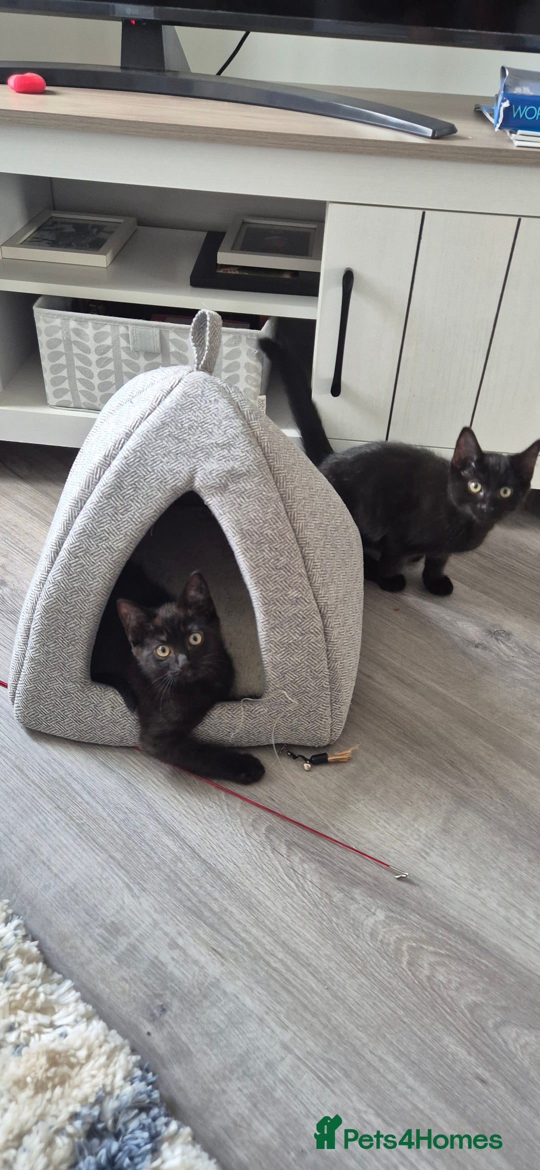 Domestic Shorthair cats for sale: Ragdoll x Domestice Short-hair  - Image 8