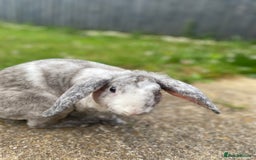 Mixed Breed rabbits for sale: Three beautiful male rabbits - Image 3