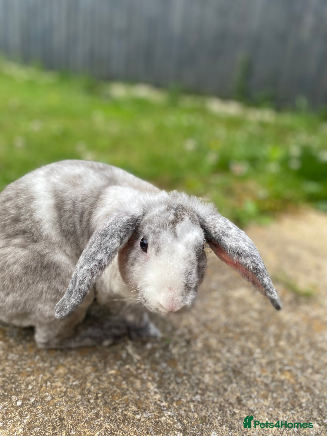 Mixed Breed rabbits for sale: Three beautiful male rabbits - Image 3