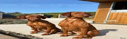 Hungarian Vizsla dogs for sale: 2 Kennel Club Registered Hungarian Vizlas - Advert 1