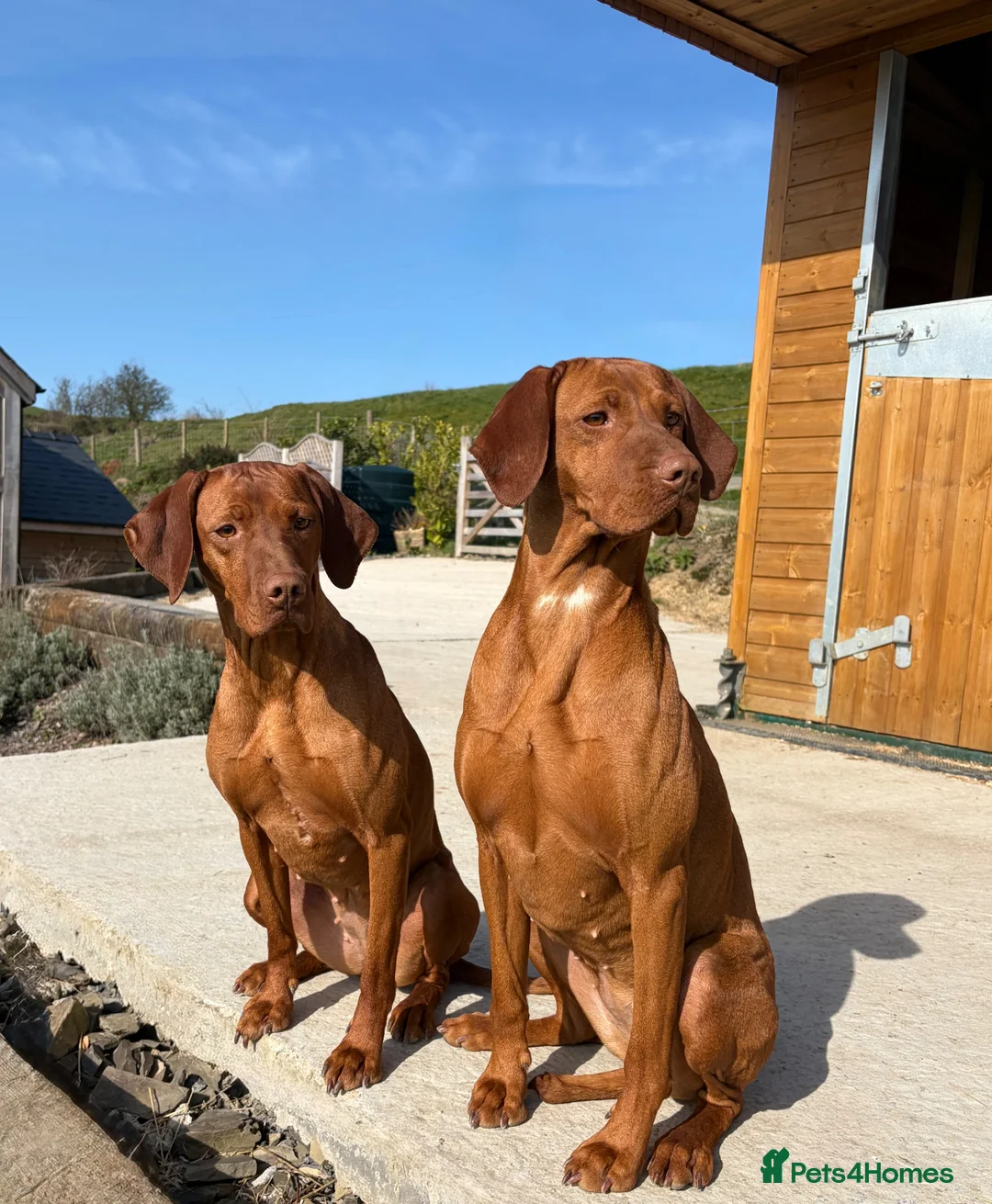 Hungarian Vizsla dogs for sale: 2 Kennel Club Registered Hungarian Vizlas - Advert 1