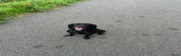 Cocker Spaniel dogs for sale: Female cocker spaniel  for sale  in Chichester - Advert 4