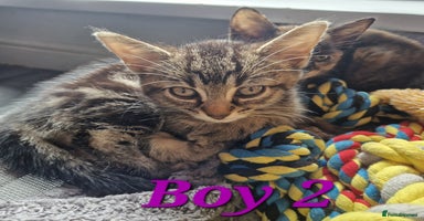 Mixed Breed cats - Advert 9